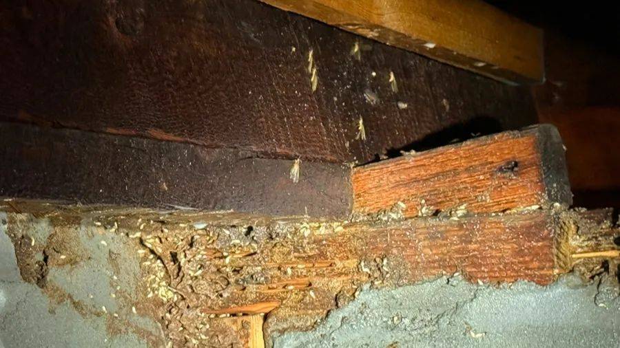 WNBA成绩_紧急提醒：瞬间爆发！上海市民崩溃：密密麻麻WNBA成绩，蠕蠕爬行...“梧桐区”已开始战斗，白蚁或提前分飞