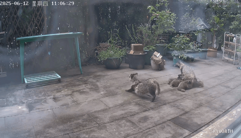 皇冠信用网在线申请_上海一小区居民苦恼新邻居：突然搬来让人提心吊胆皇冠信用网在线申请！不能抓不能打