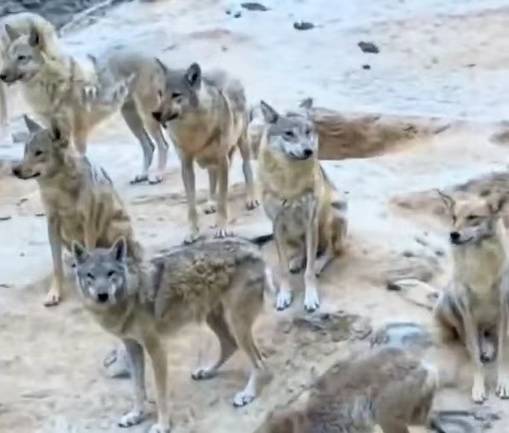 法国甲组联赛_陕西榆林青云镇有狼外逃？当地回应：是狼犬法国甲组联赛，目前击毙6条，未逃的15条狼犬也已击毙