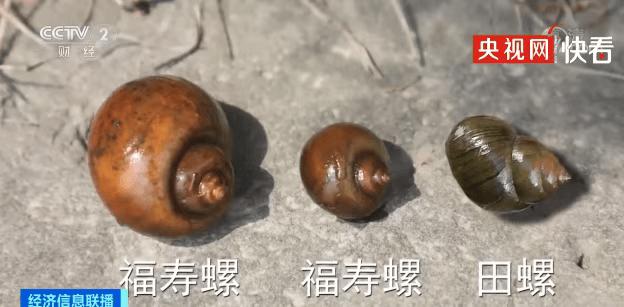 皇冠在线客服
_别吃!寄生虫多达6000条皇冠在线客服
,近期正大量出现,严重可致死